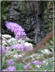 foto Cascate in Val Carazzagno